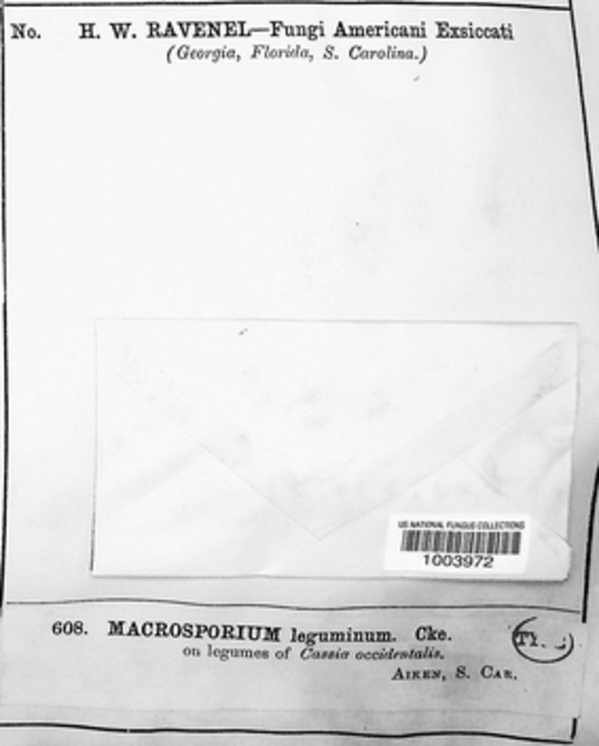 Macrosporium leguminum image